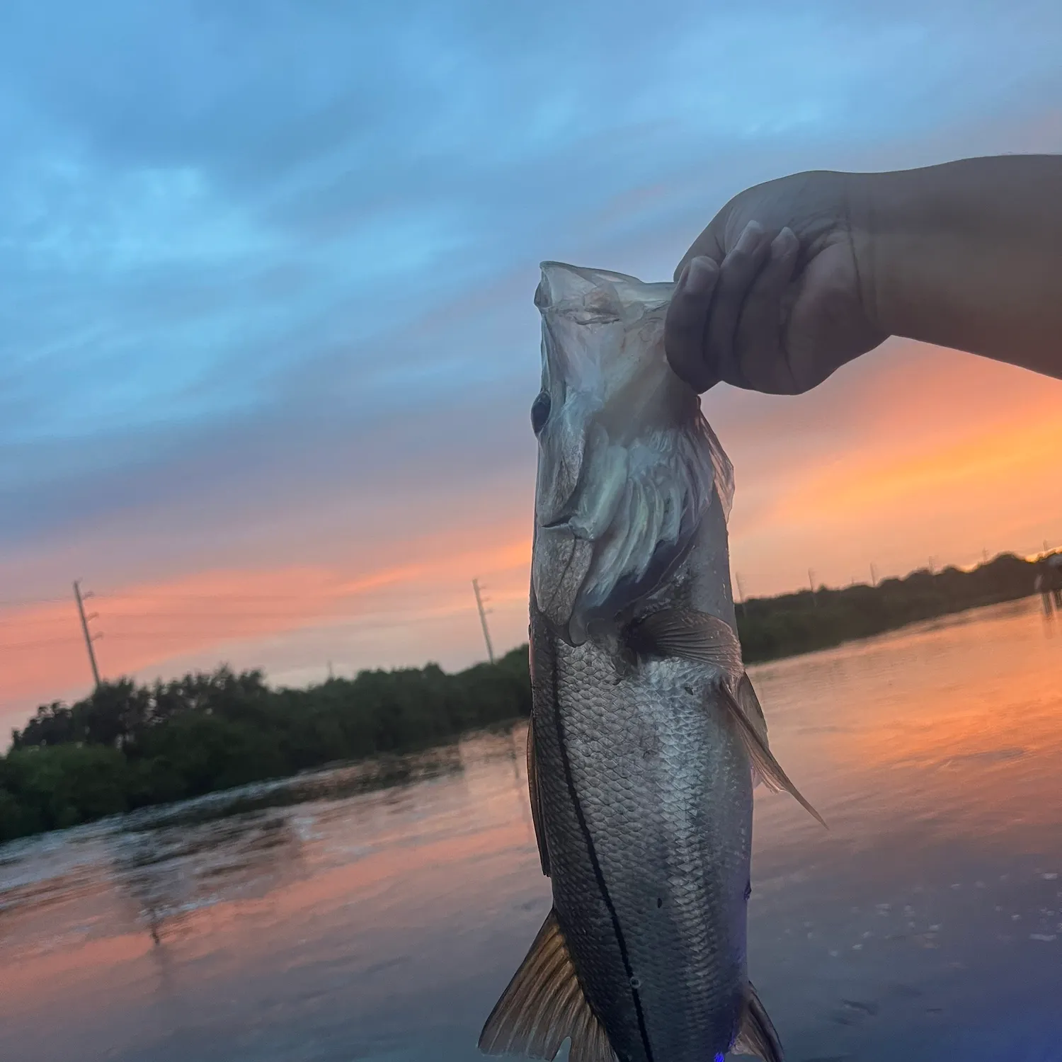 Common snook caught on Fishbrain