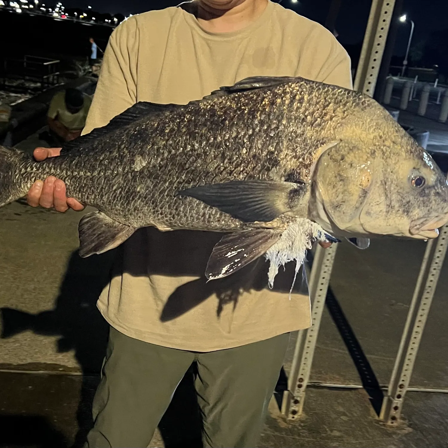 Black drum caught on Fishbrain