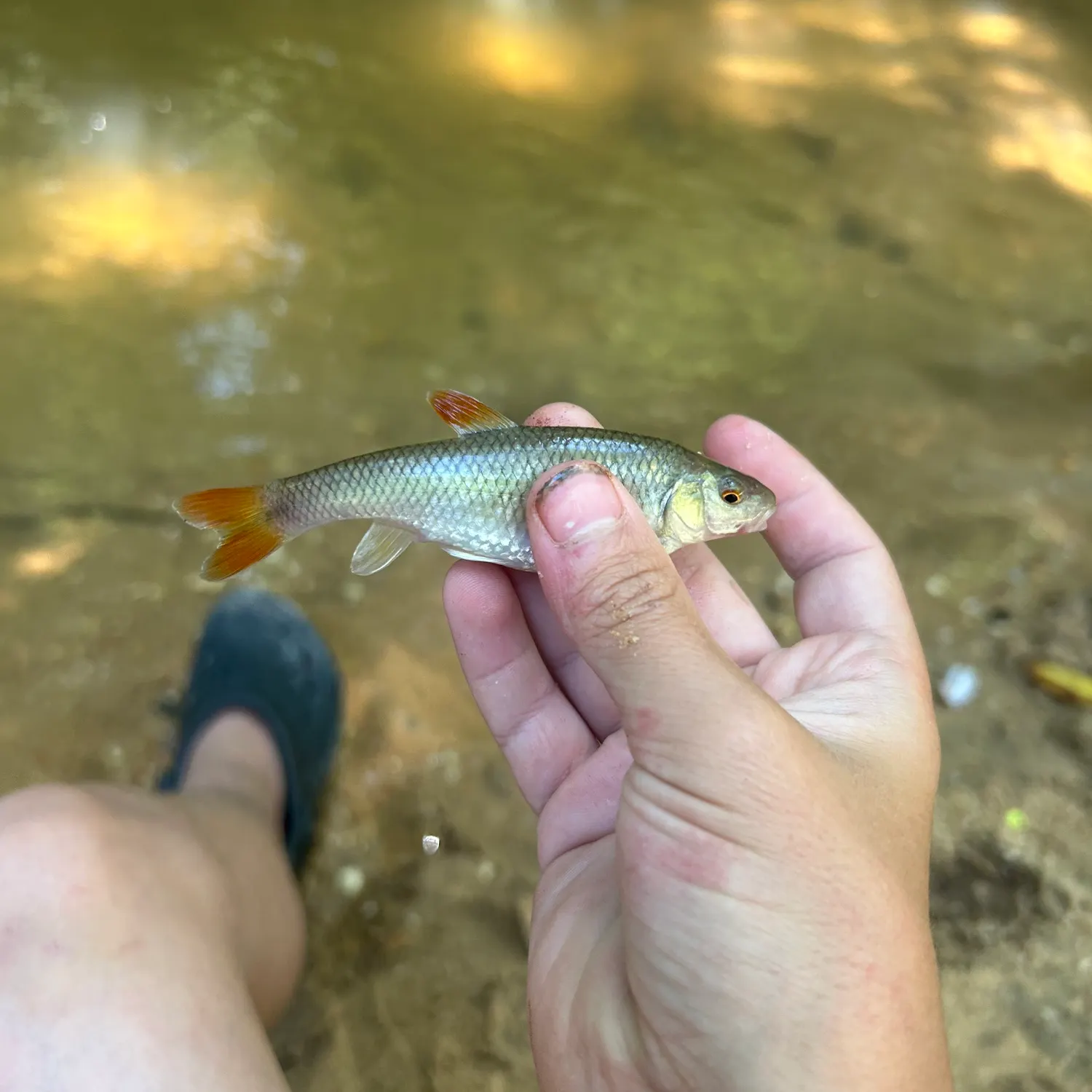 The most recent Redtail chub catches on Fishbrain
