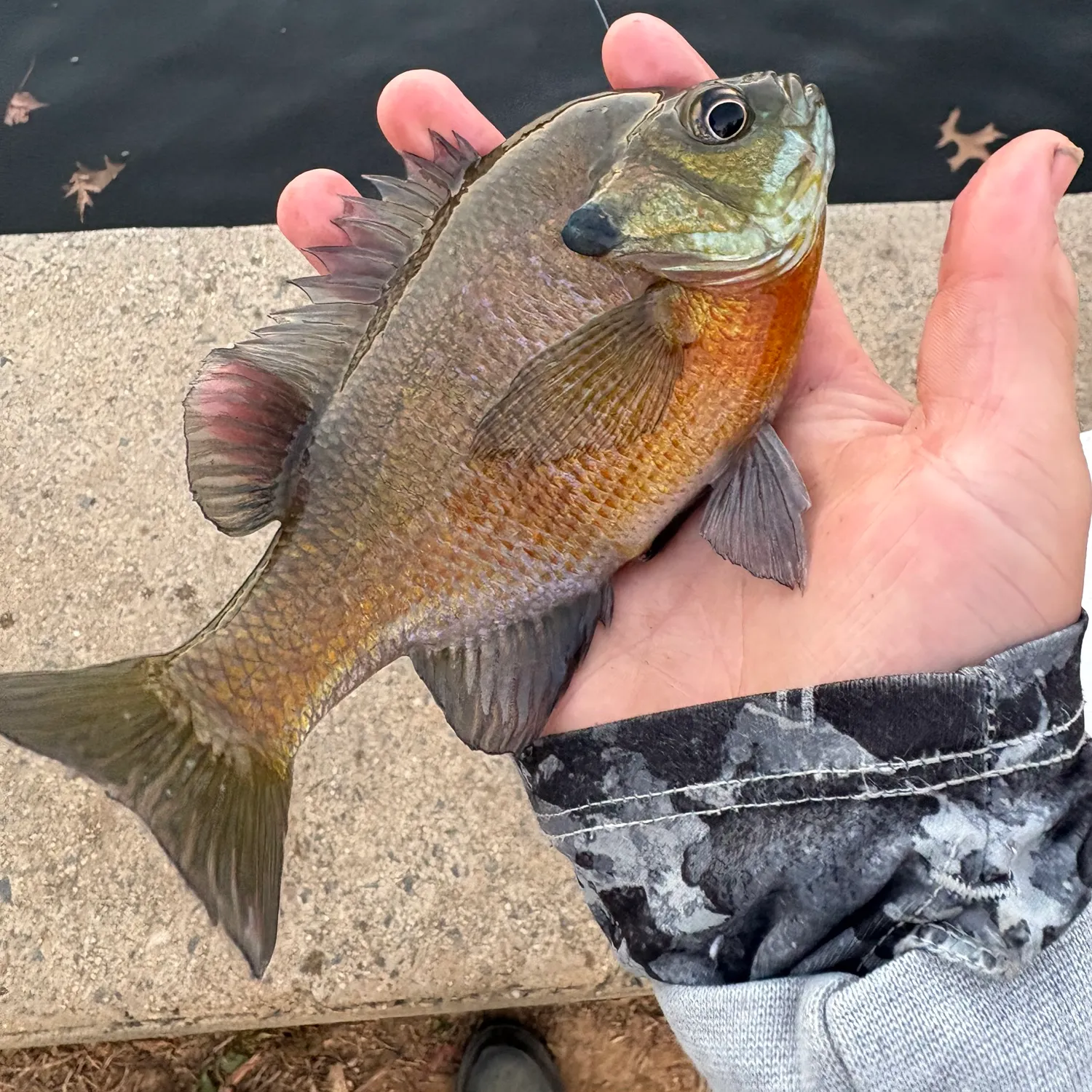 recently logged catches