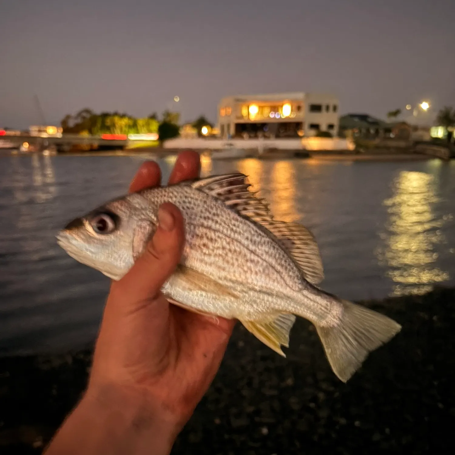 The most recent Javelin grunter catches on Fishbrain