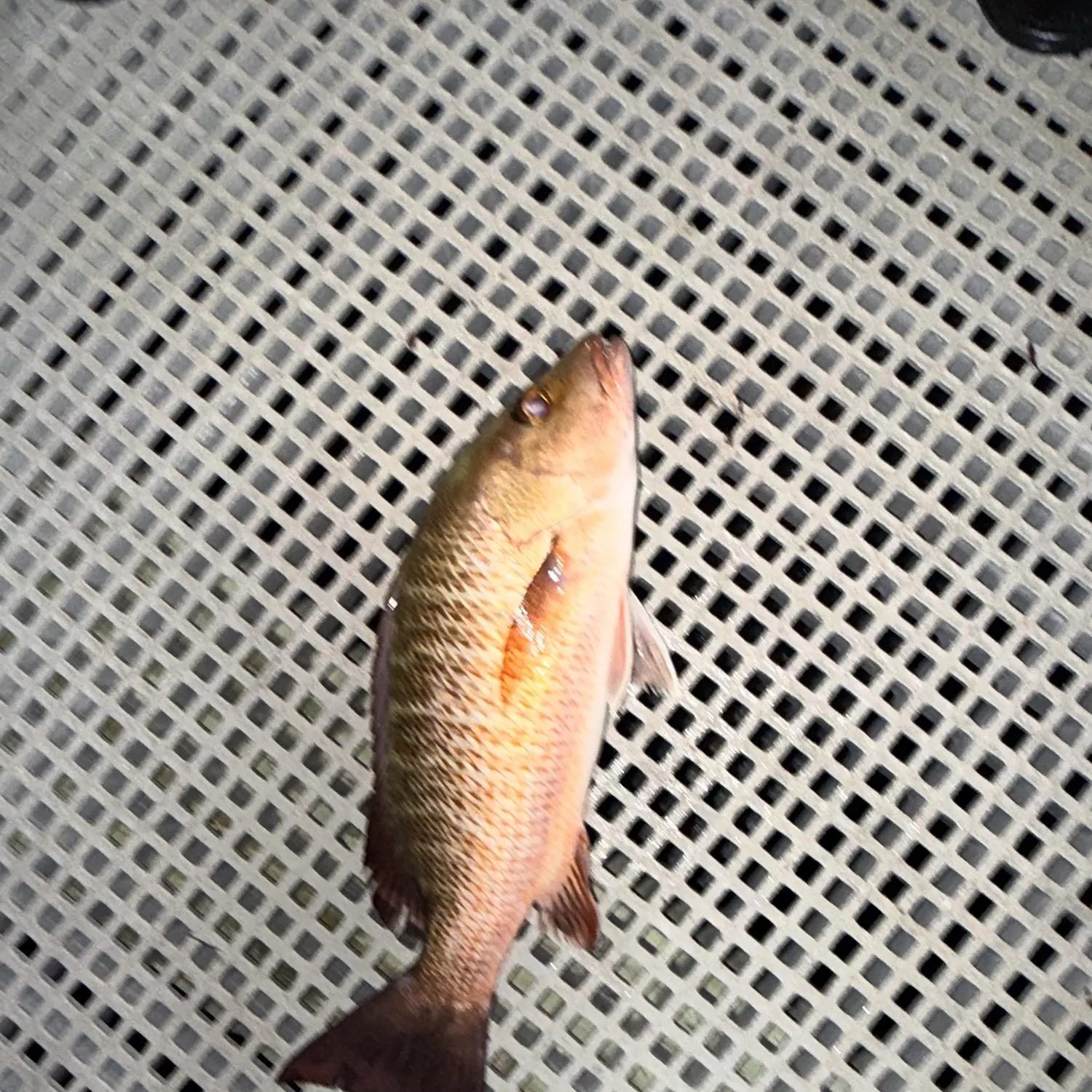 Fish caught on Fishbrain