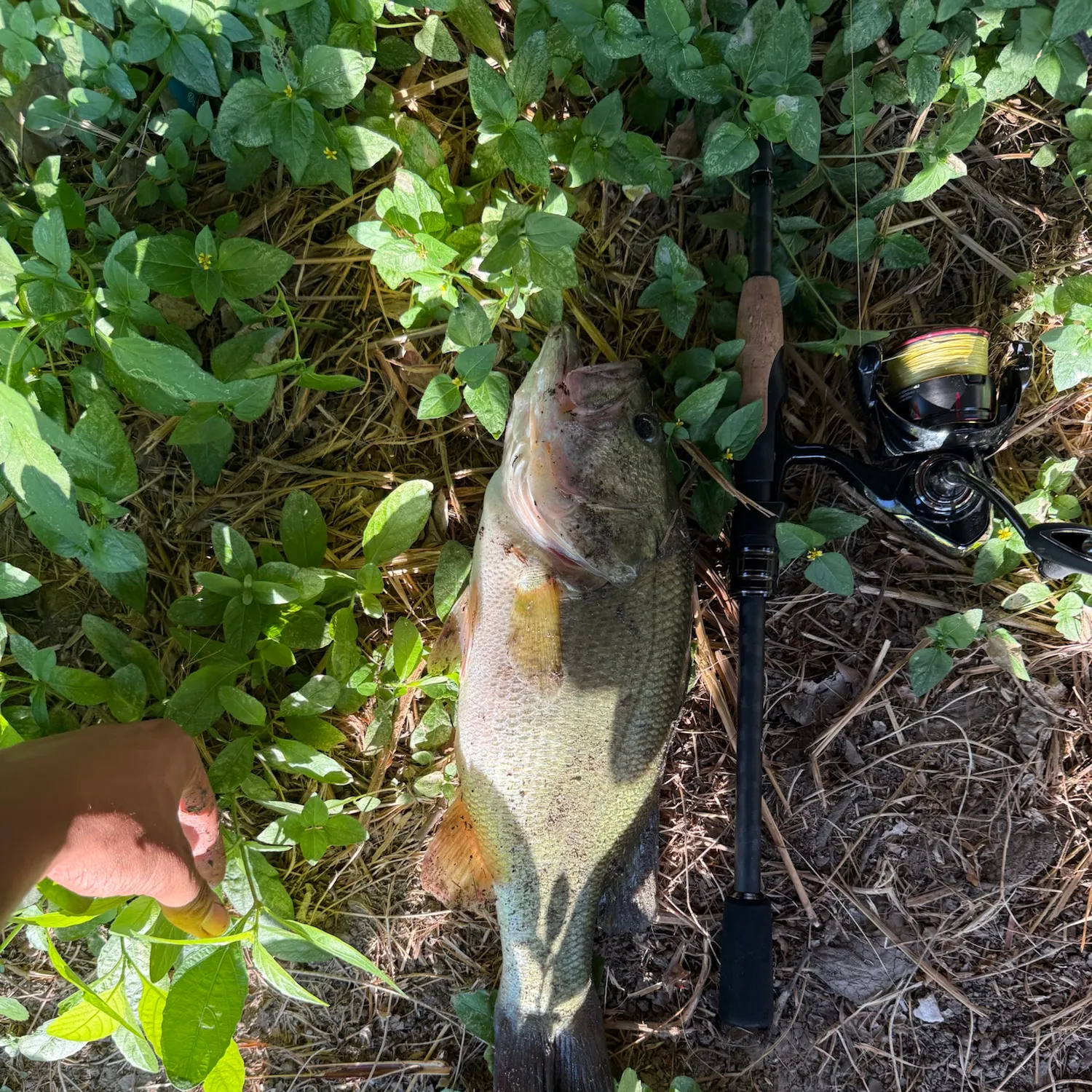 Largemouth bass caught on Fishbrain