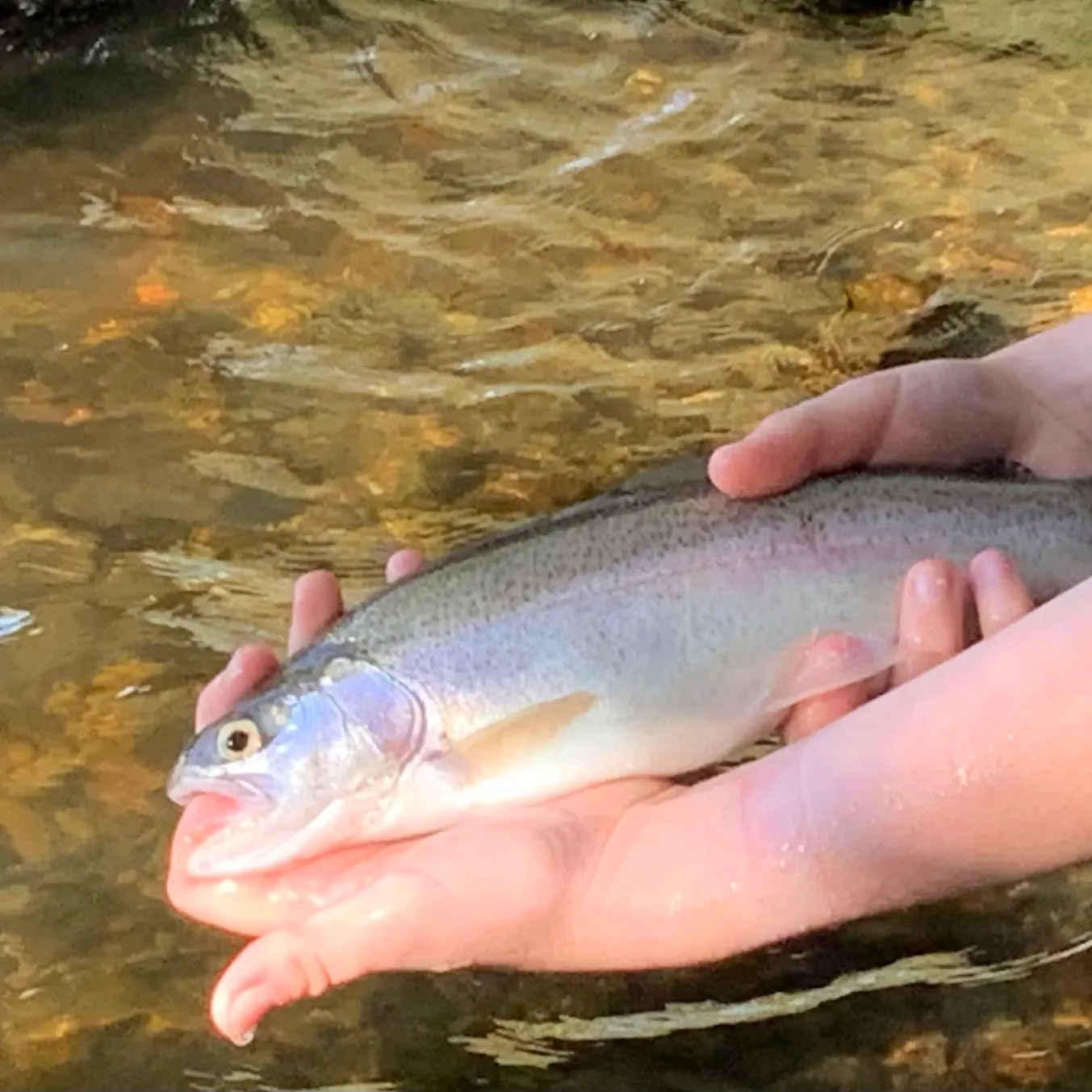 Rainbow trout caught on Fishbrain