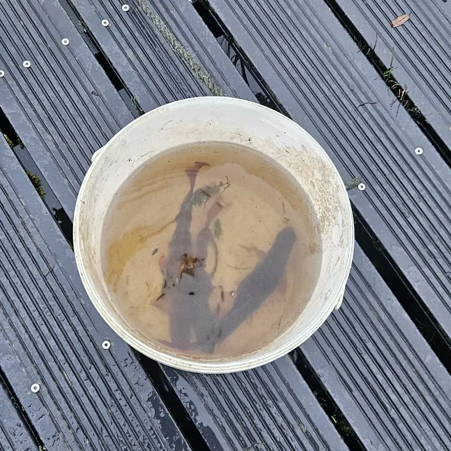 The most recent European eel catches on Fishbrain