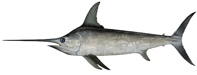 Swordfish
