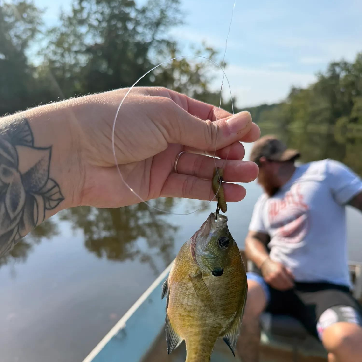 Bluegill caught on Fishbrain
