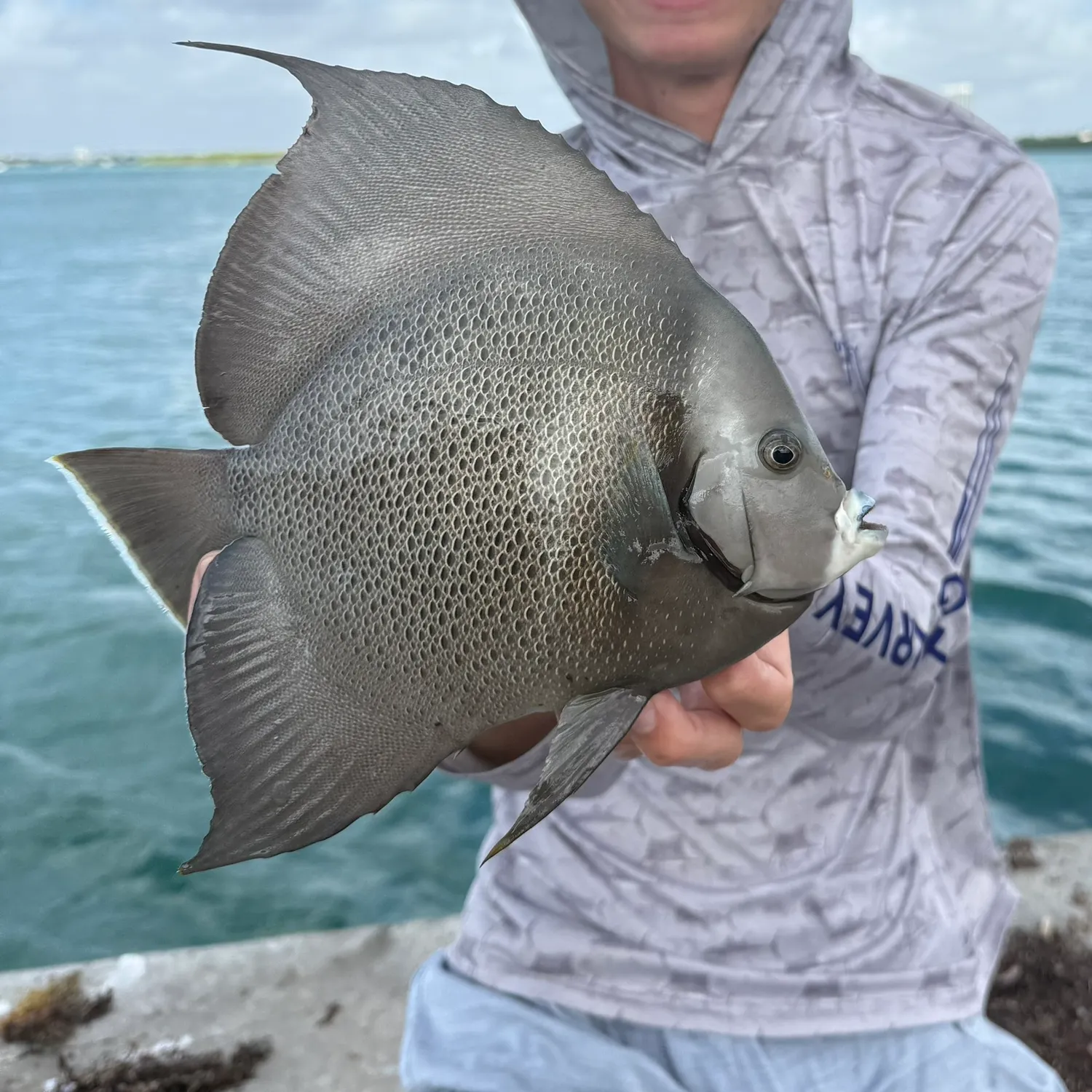 The most recent Gray angelfish catches on Fishbrain
