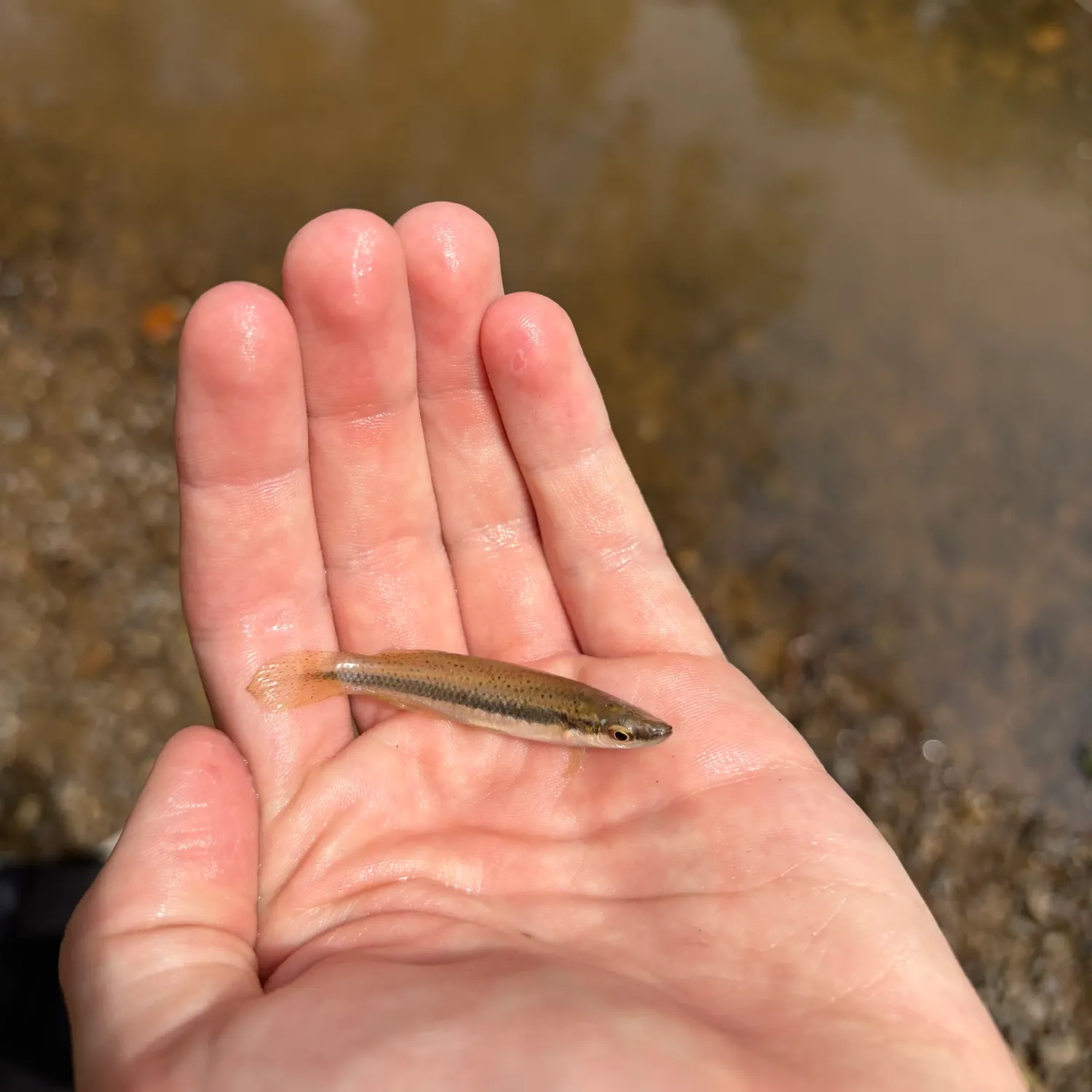 Blackstripe topminnow caught on Fishbrain