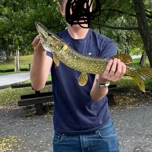 Northern pike caught on Fishbrain