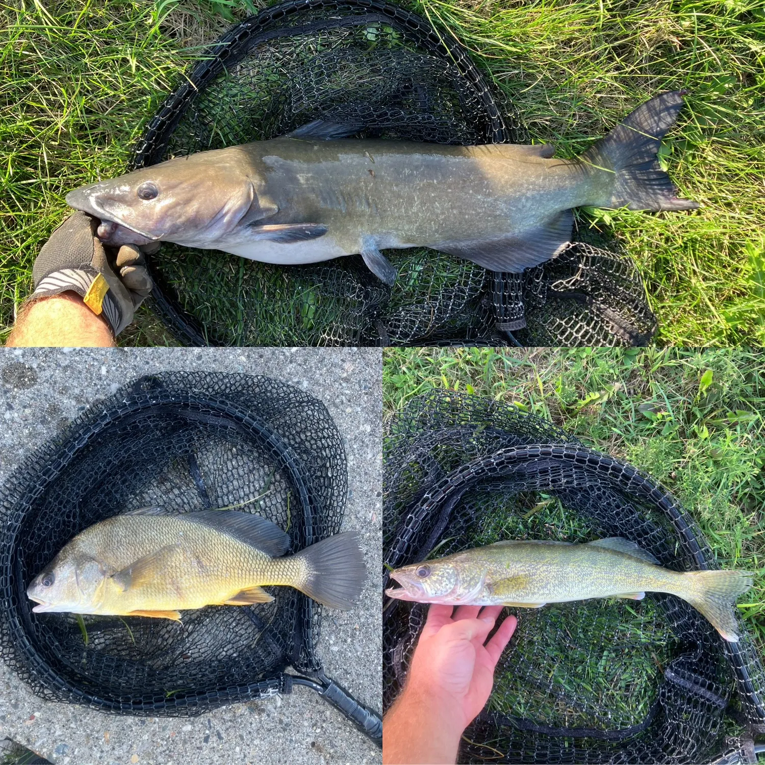 Walleye caught on Fishbrain