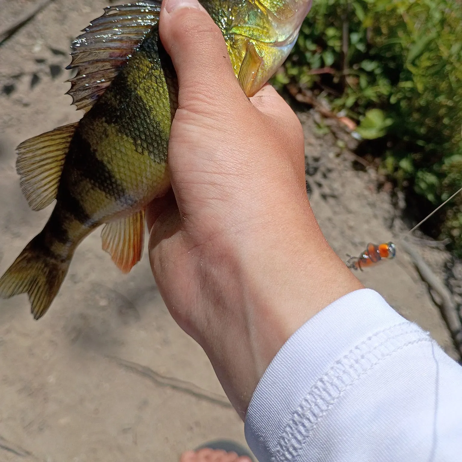 Yellow perch caught on Fishbrain