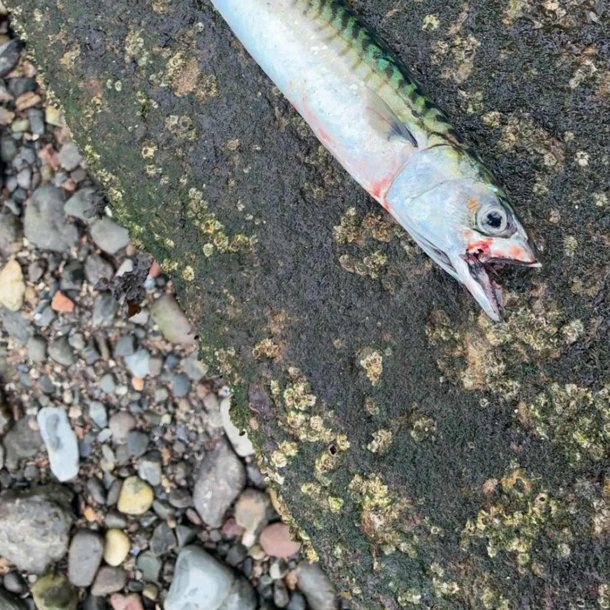 Atlantic mackerel caught on Fishbrain