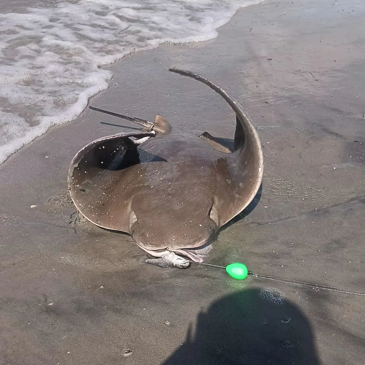 The most recent Cownose Ray catches on Fishbrain