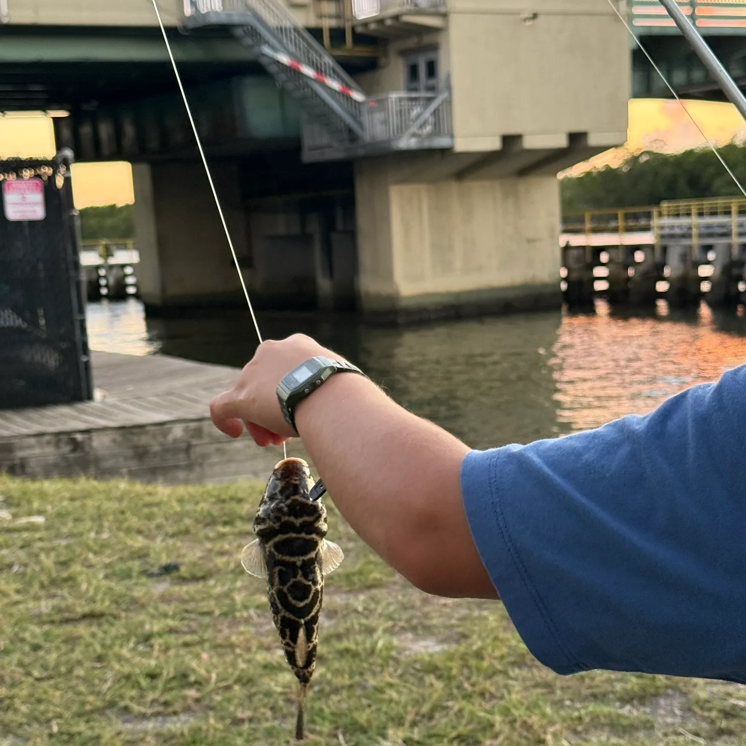 The most recent Checkered puffer catches on Fishbrain