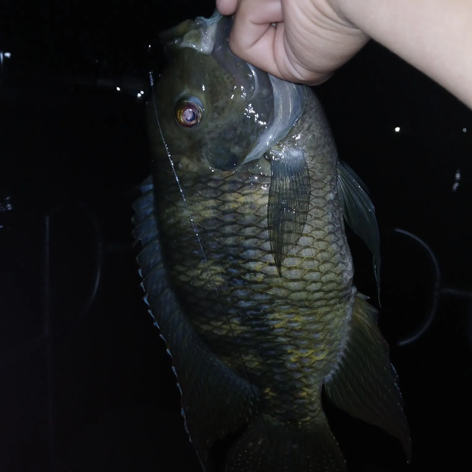 The most recent Spotted tilapia catches on Fishbrain