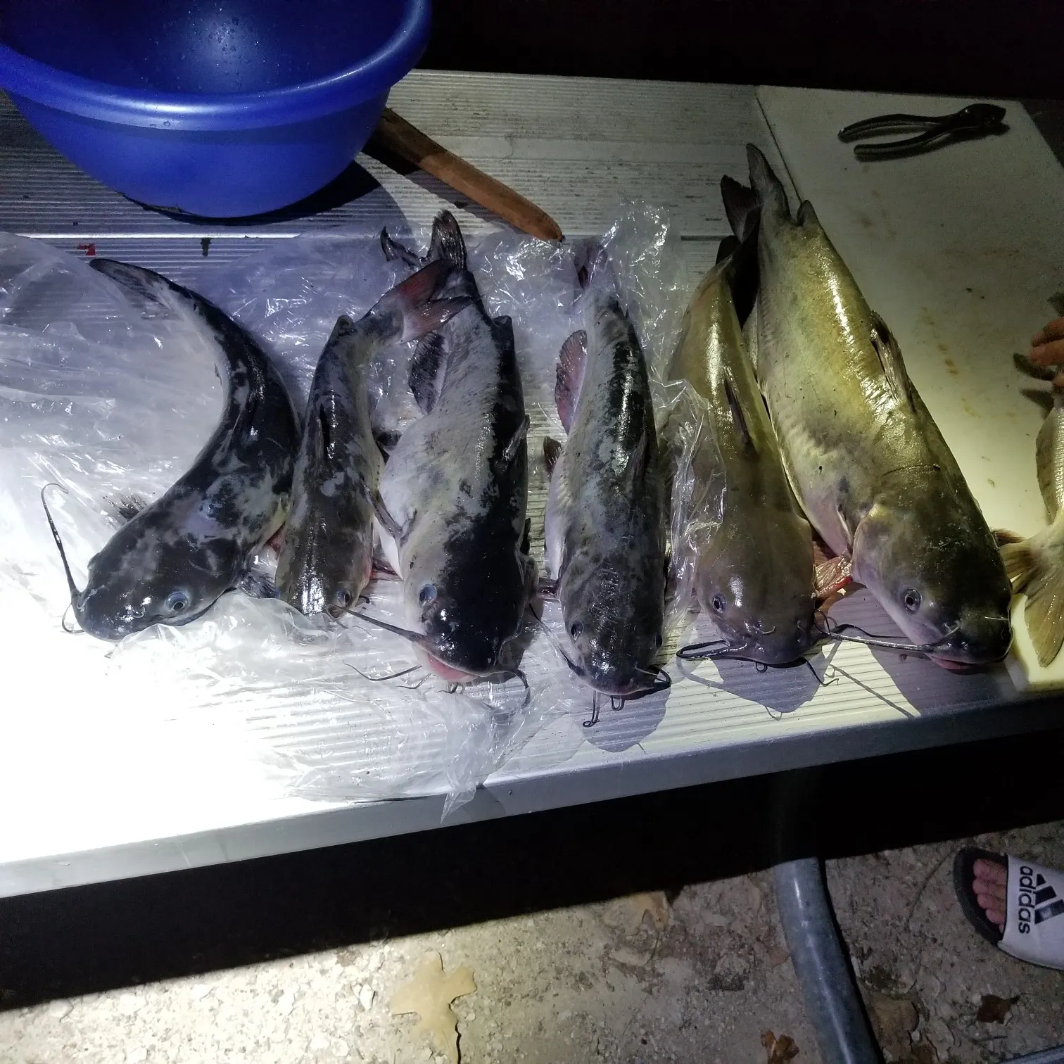 recently logged catches