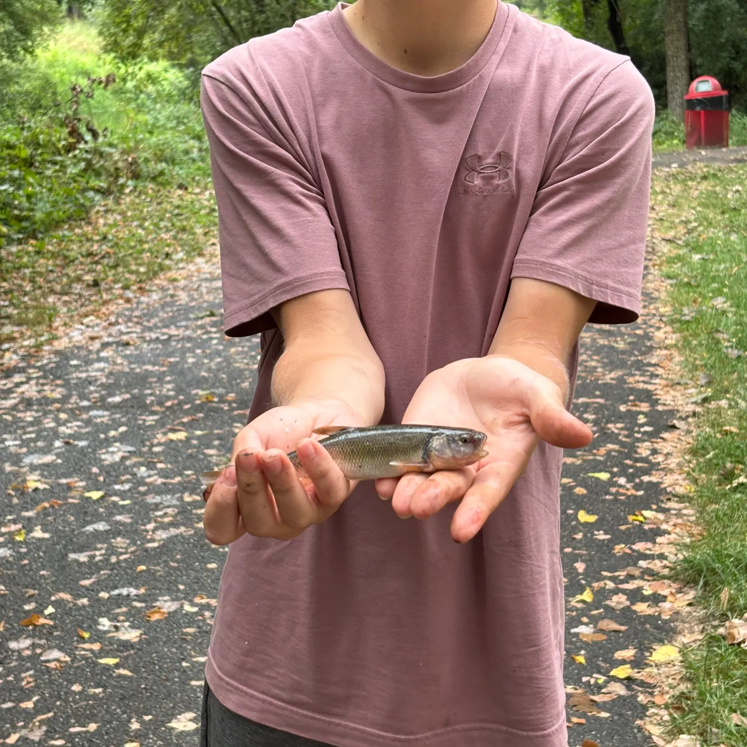 Creek chub caught on Fishbrain