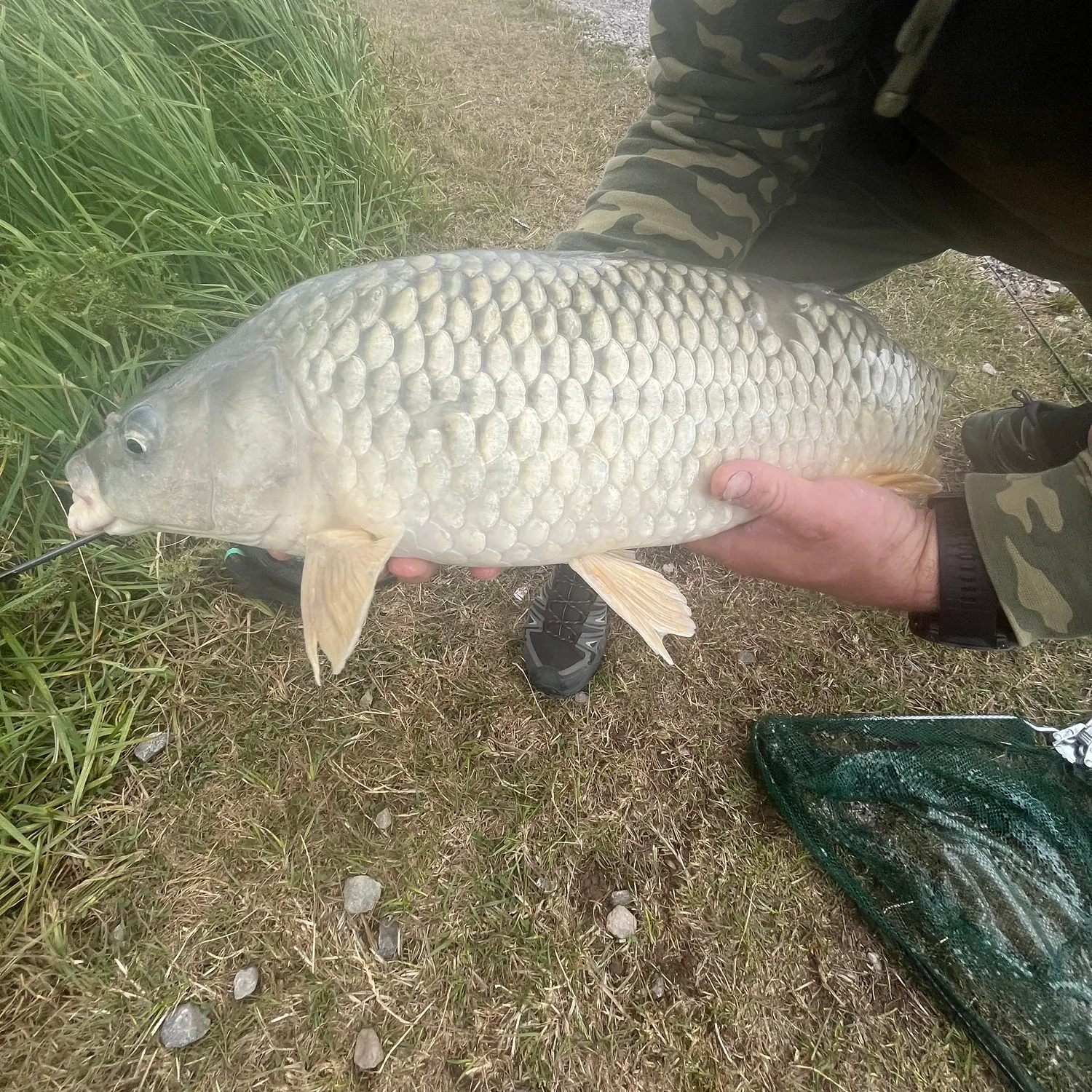 Common carp caught on Fishbrain