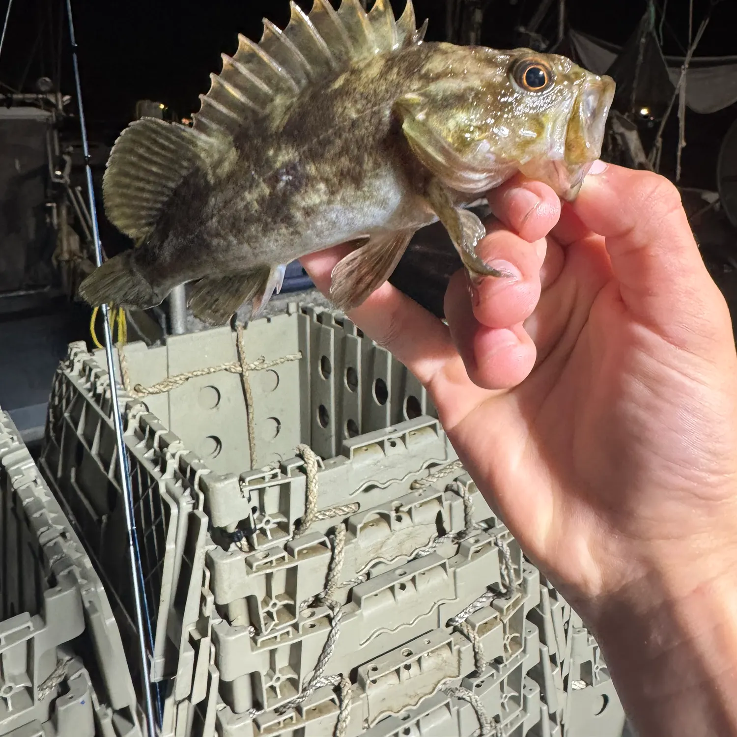 The most recent Grass rockfish catches on Fishbrain