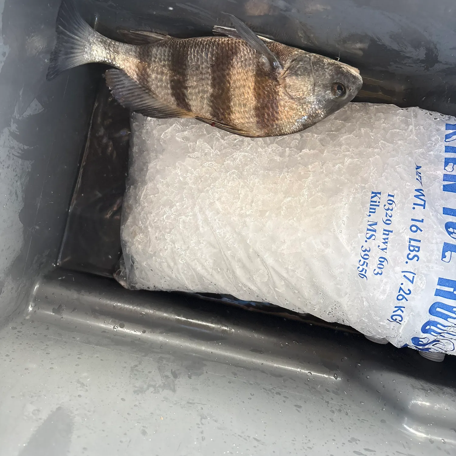 Black drum caught on Fishbrain