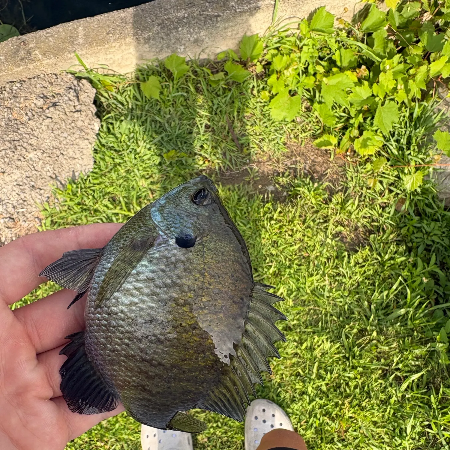 catch