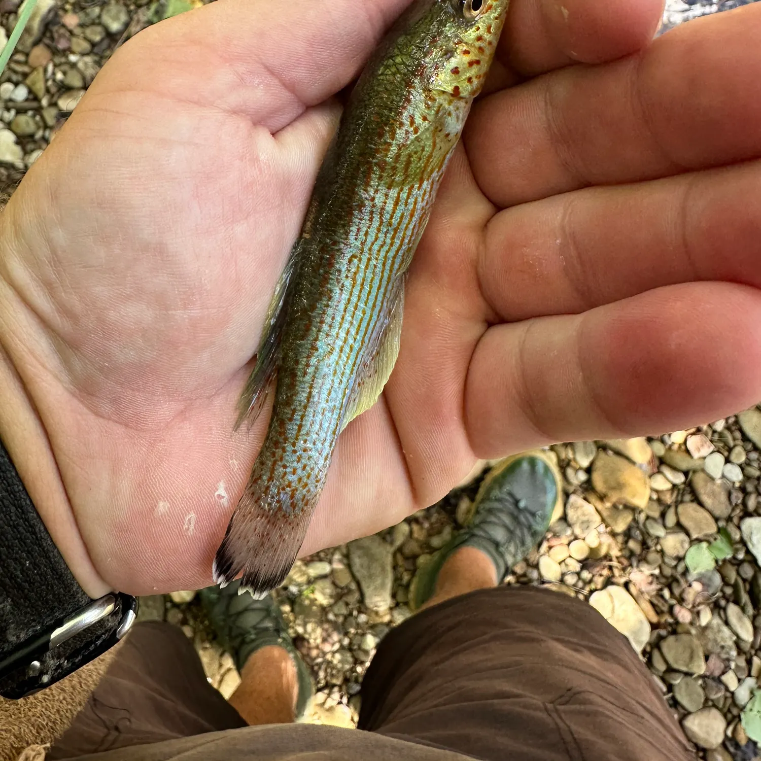 The most recent Northern studfish catches on Fishbrain