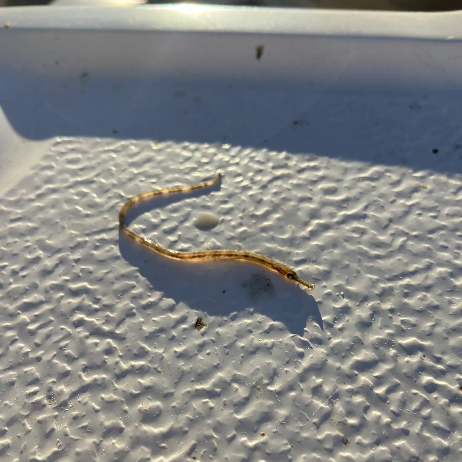 The most recent Bellybarred pipefish catches on Fishbrain