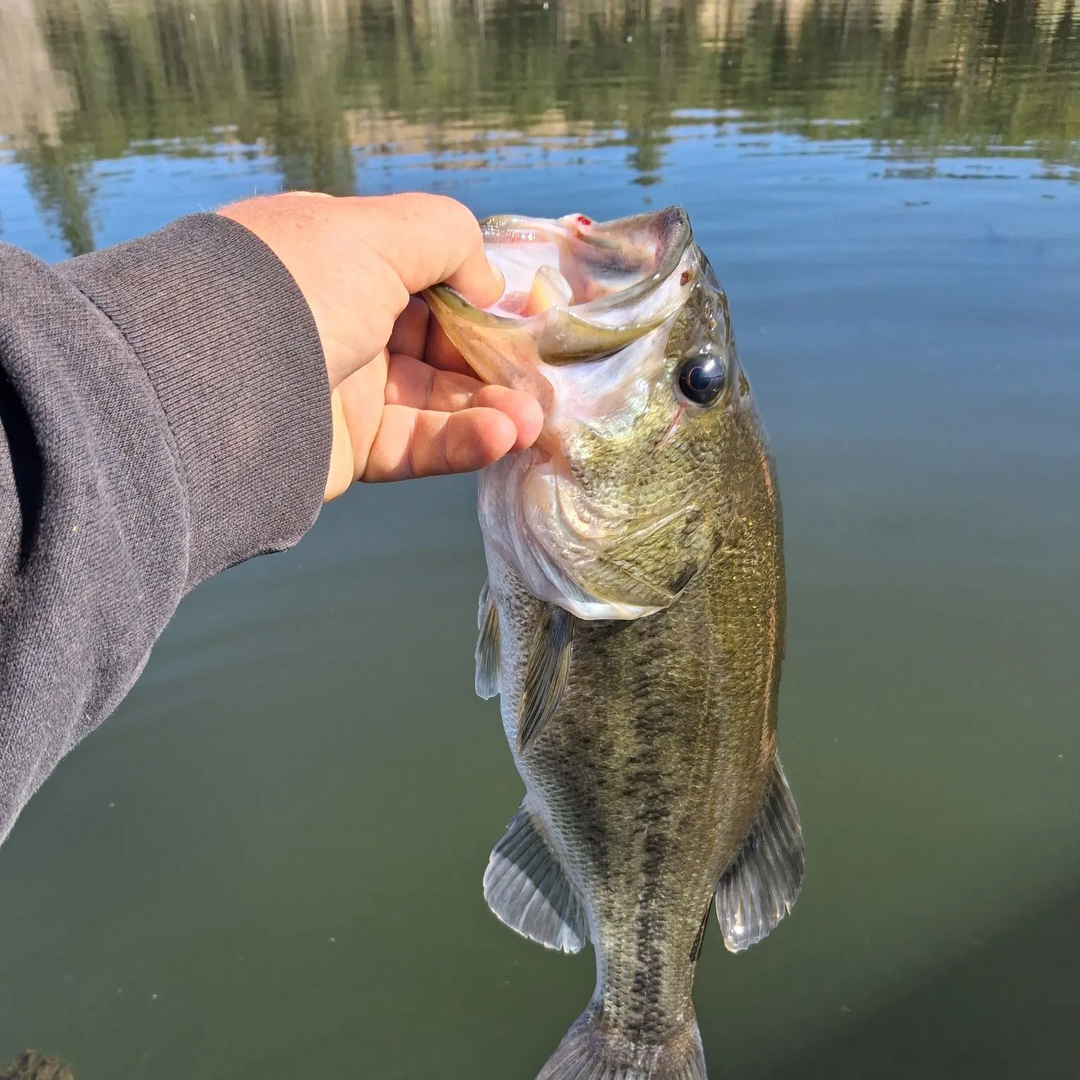 Largemouth bass caught on Fishbrain