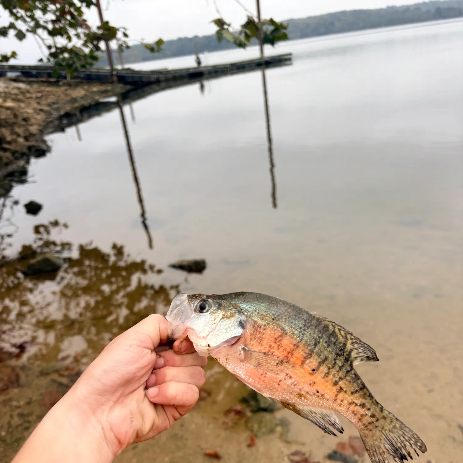 White crappie caught on Fishbrain