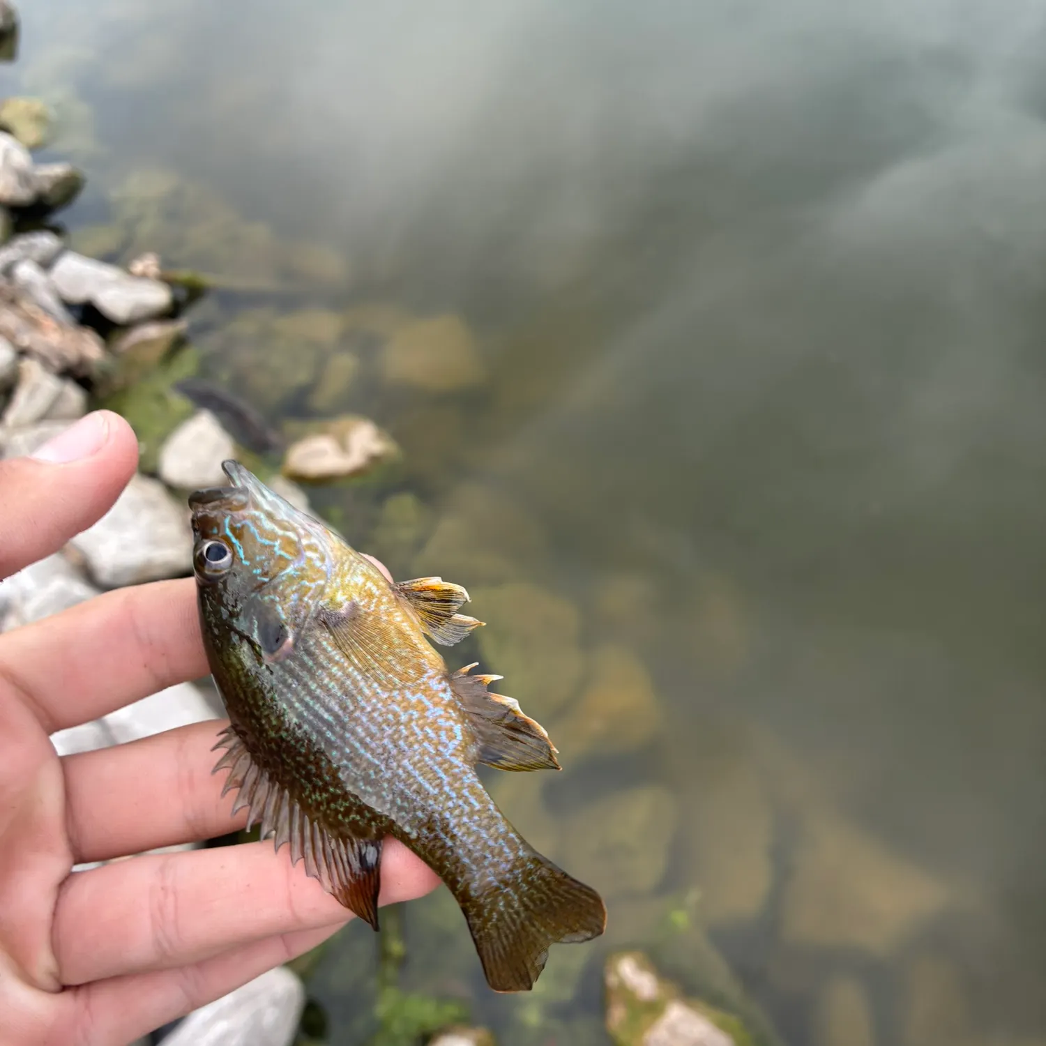 Green sunfish caught on Fishbrain
