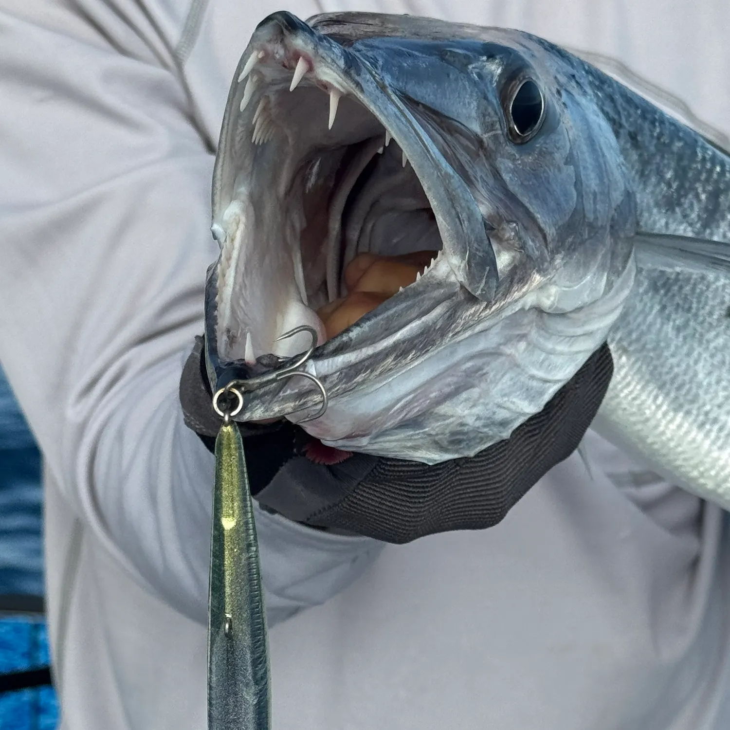 The most recent Great barracuda catches on Fishbrain