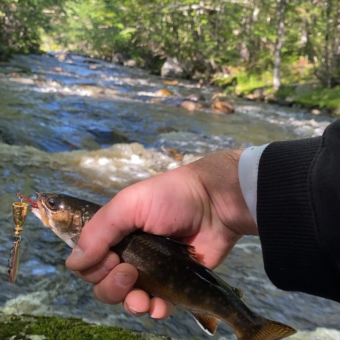 Brook trout caught on Fishbrain