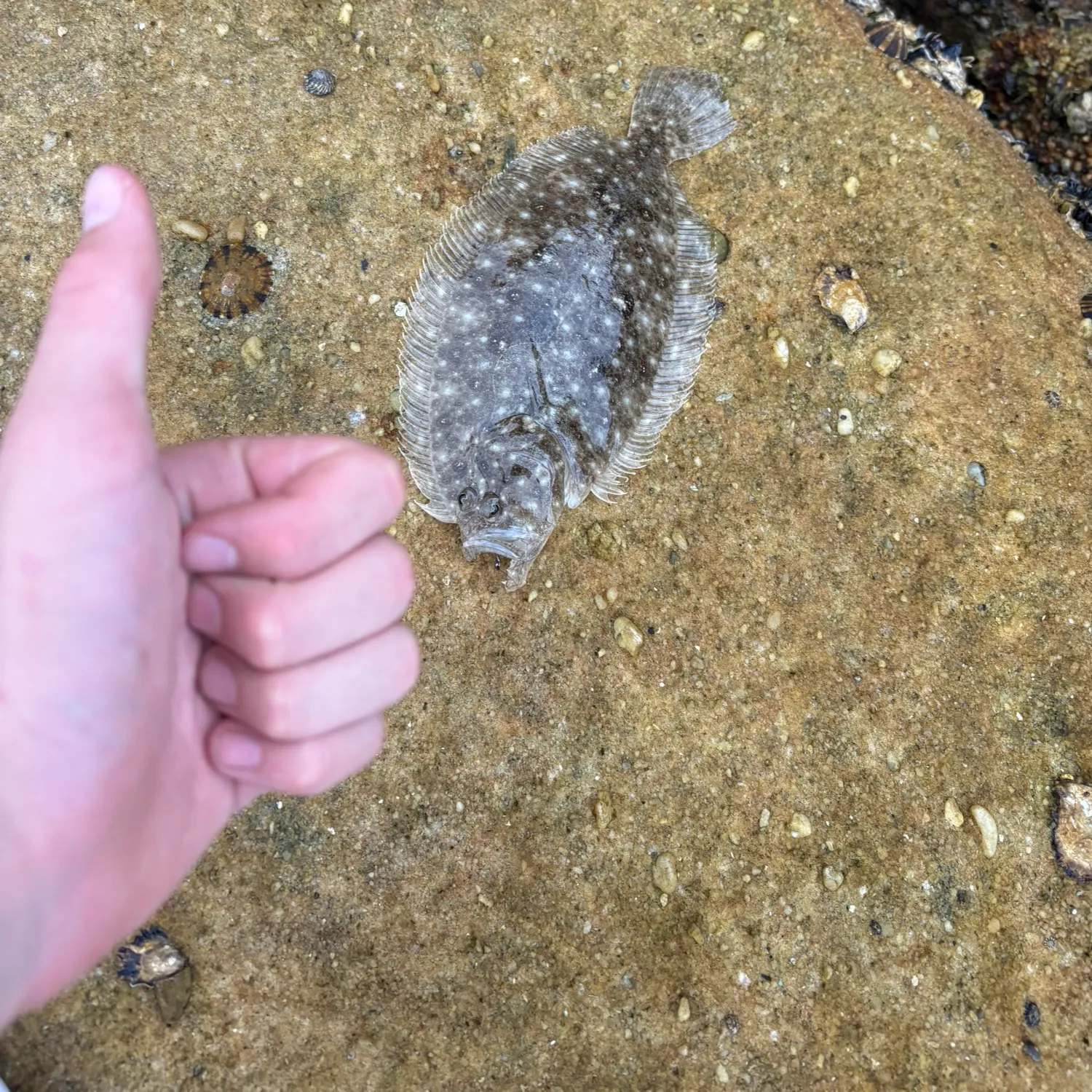 The most recent Stone Flounder catches on Fishbrain