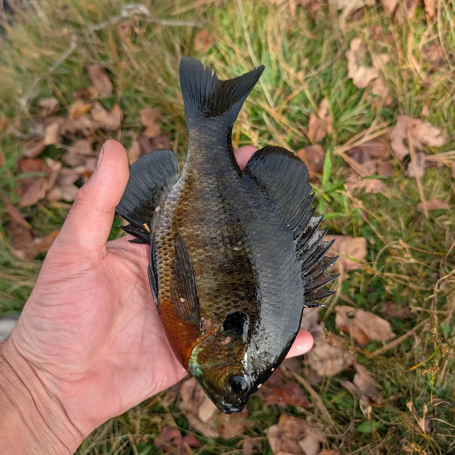 Bluegill caught on Fishbrain