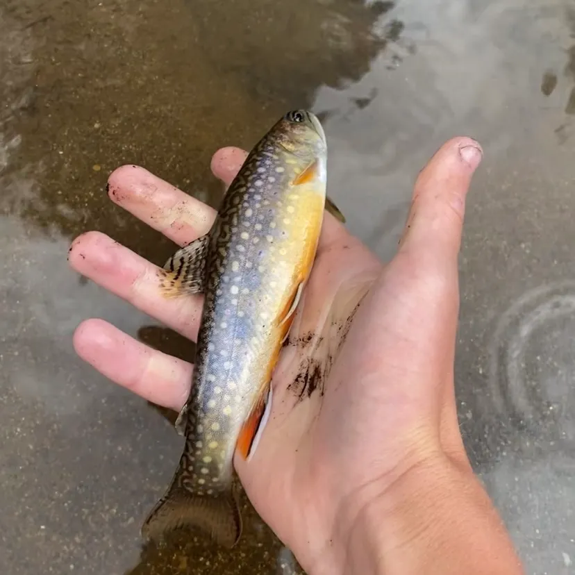 Brook trout caught on Fishbrain