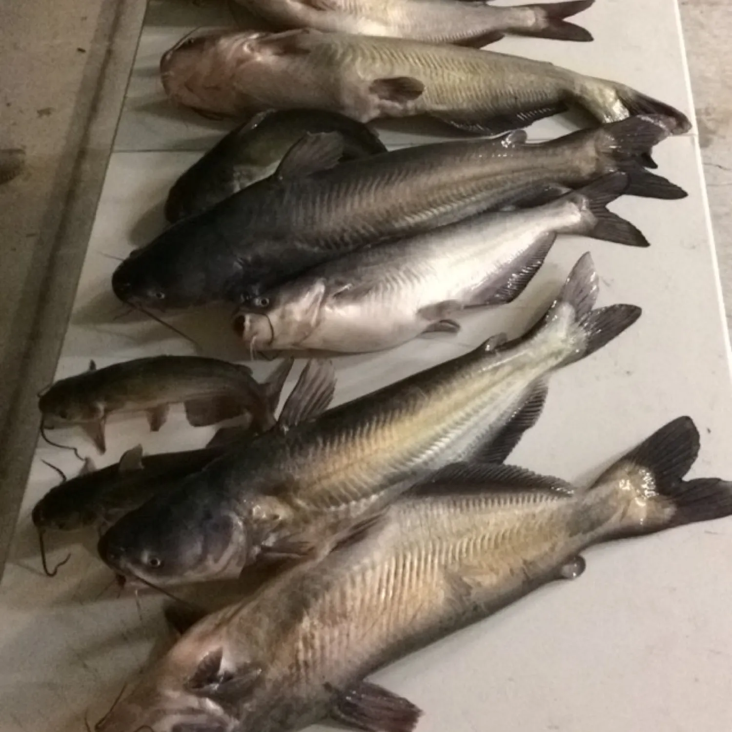 recently logged catches