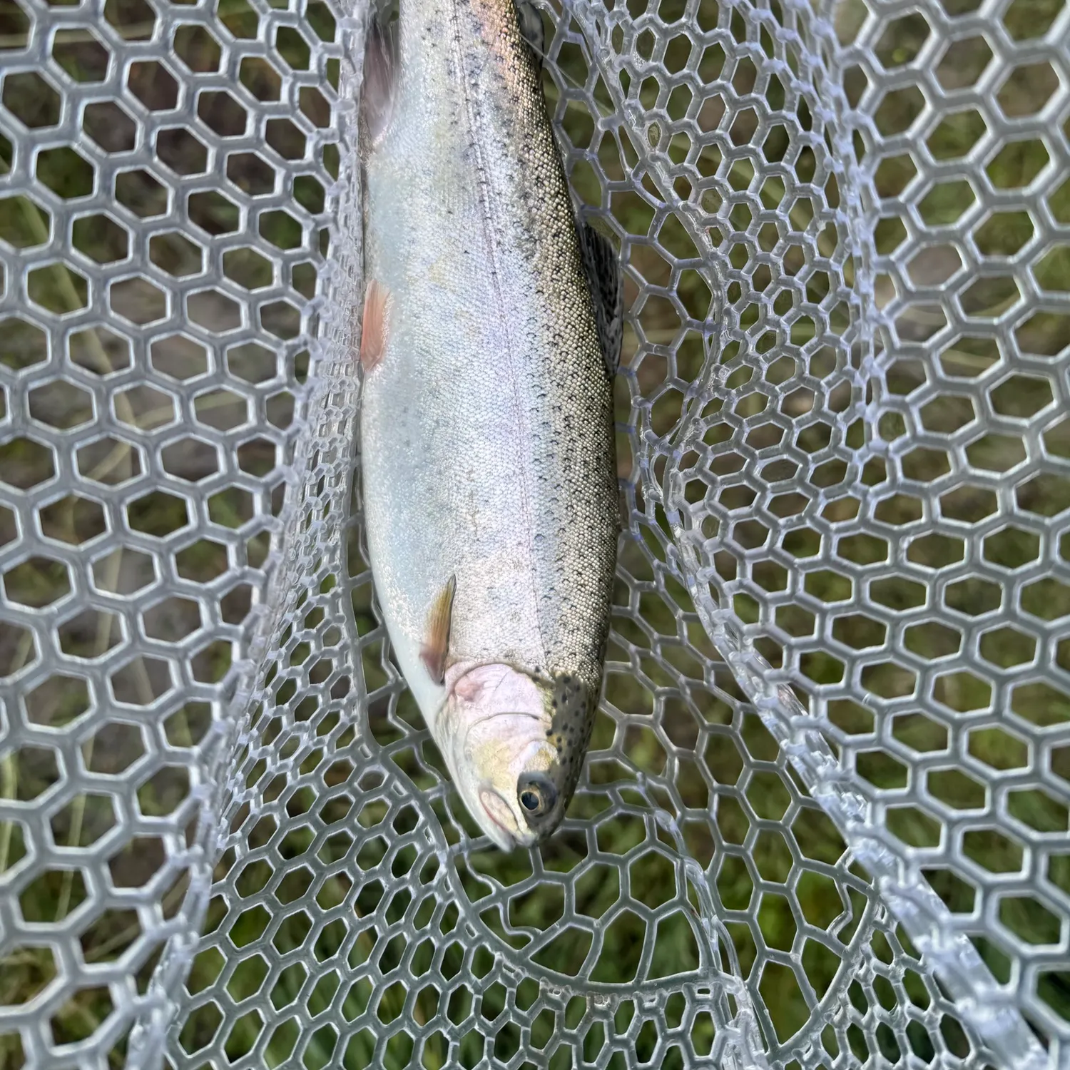 Rainbow trout caught on Fishbrain