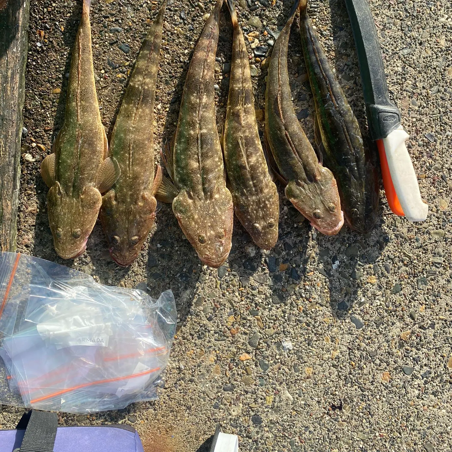 recently logged catches