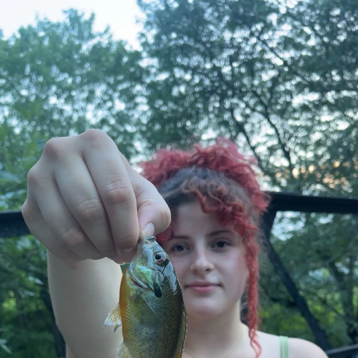 Redbreast sunfish caught on Fishbrain