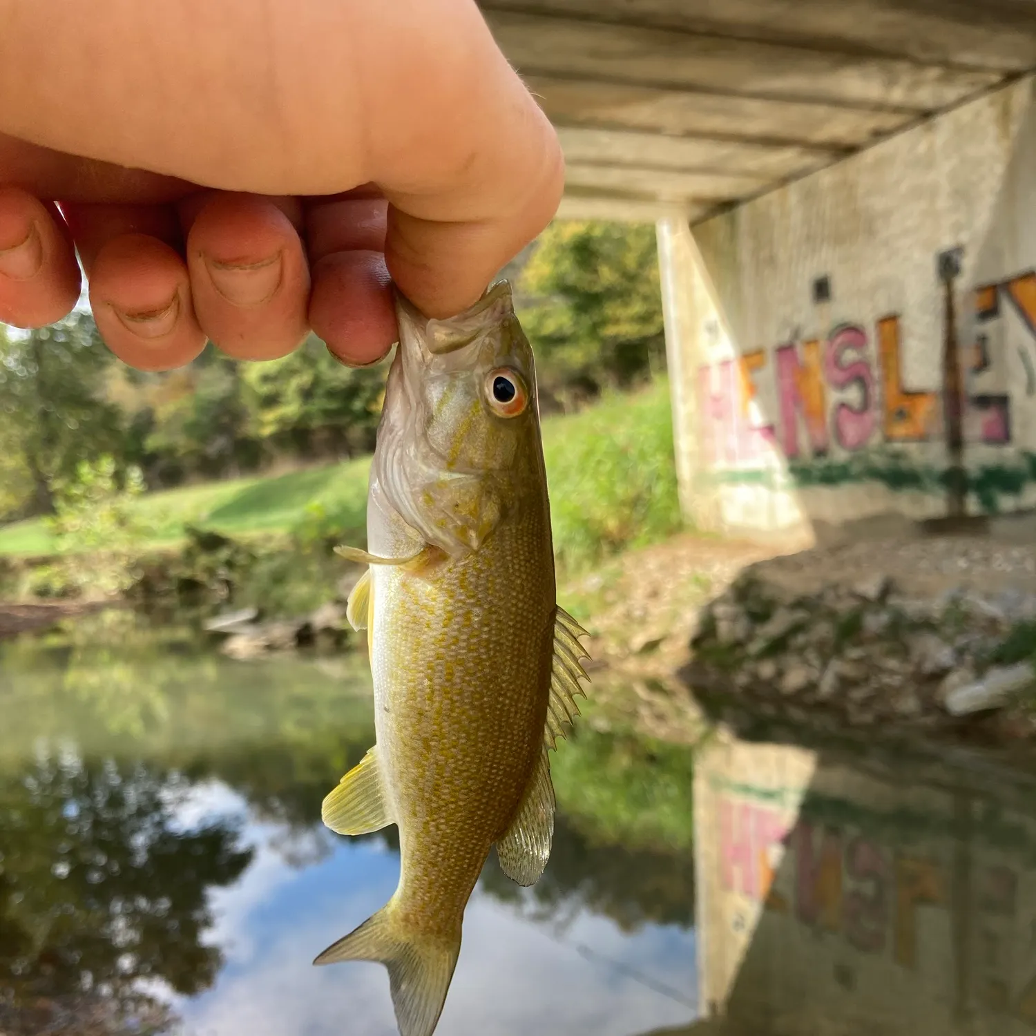 Smallmouth bass caught on Fishbrain