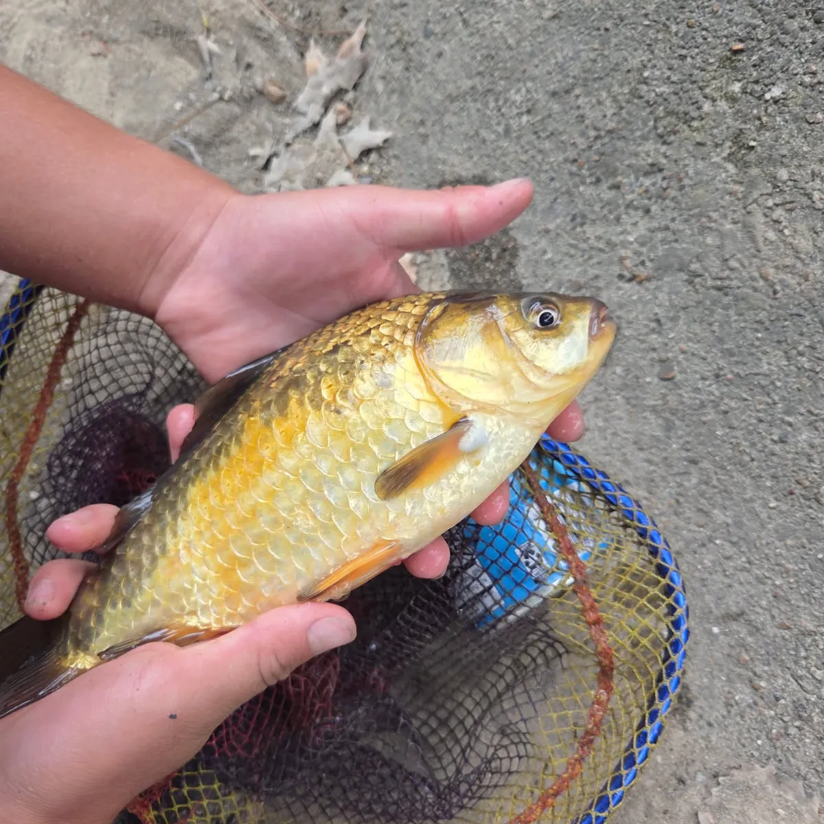 Goldfish caught on Fishbrain