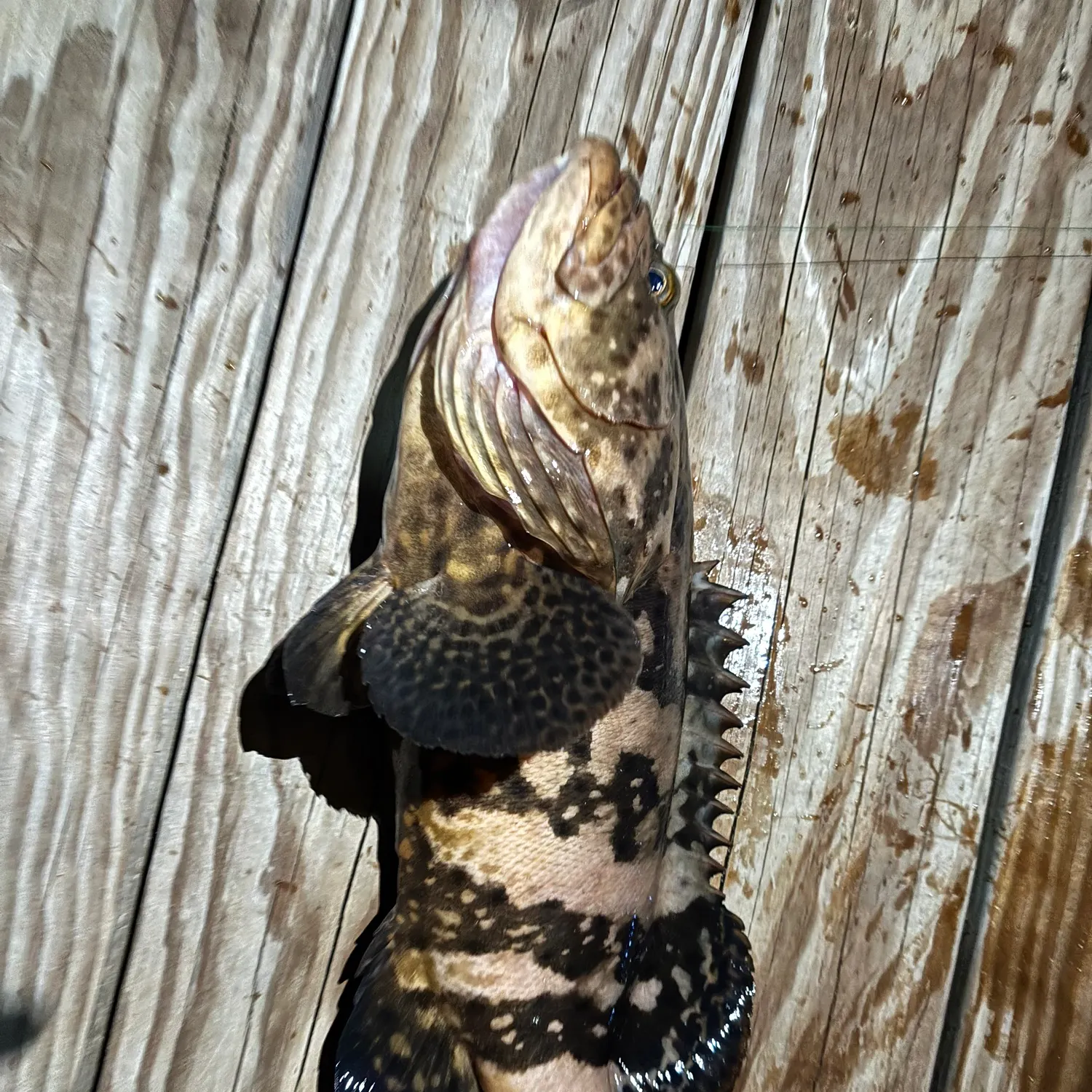 Atlantic goliath grouper caught on Fishbrain
