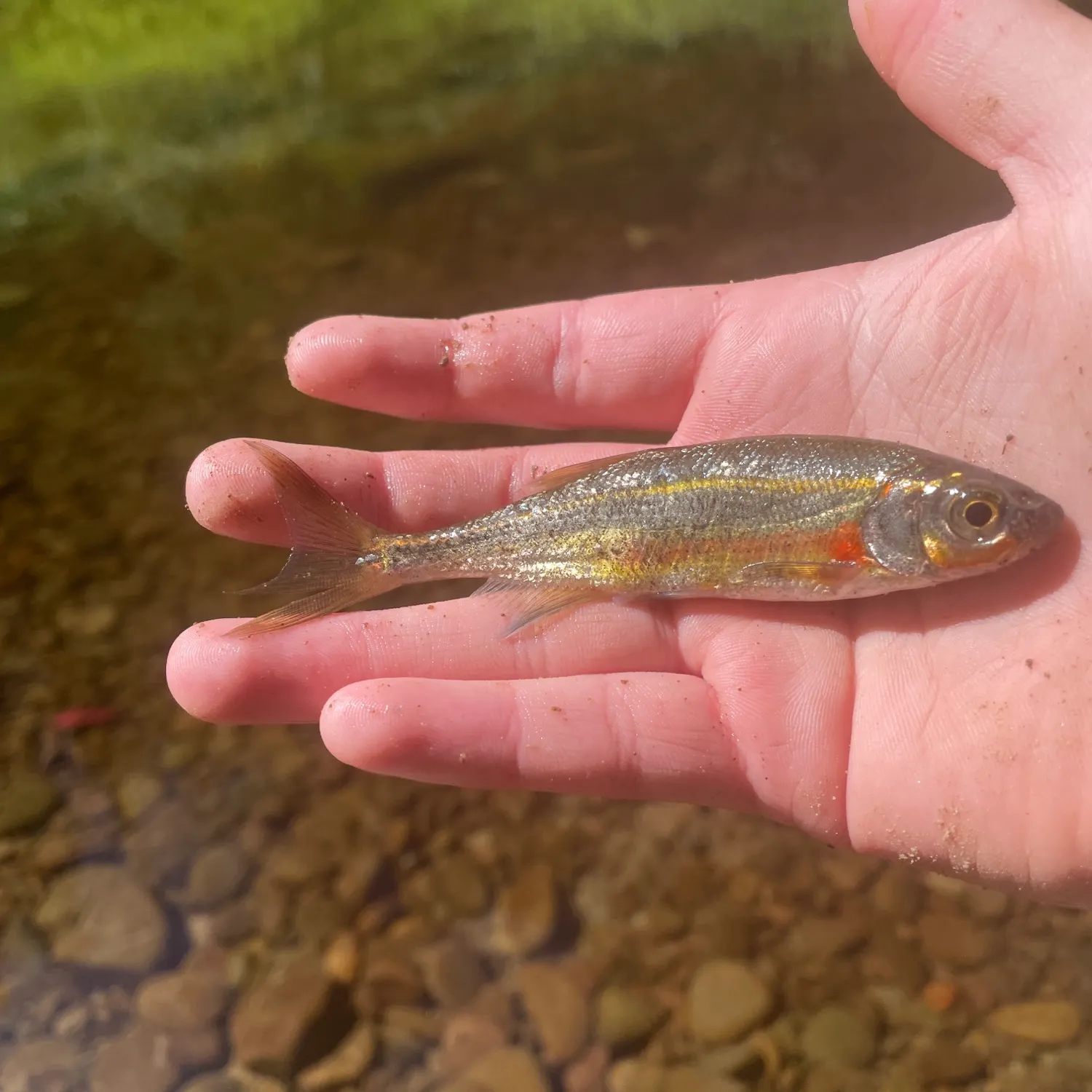 The most recent Redside shiner catches on Fishbrain
