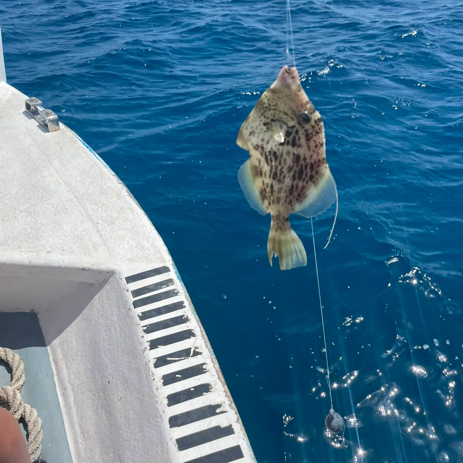 Reticulated leatherjacket caught on Fishbrain