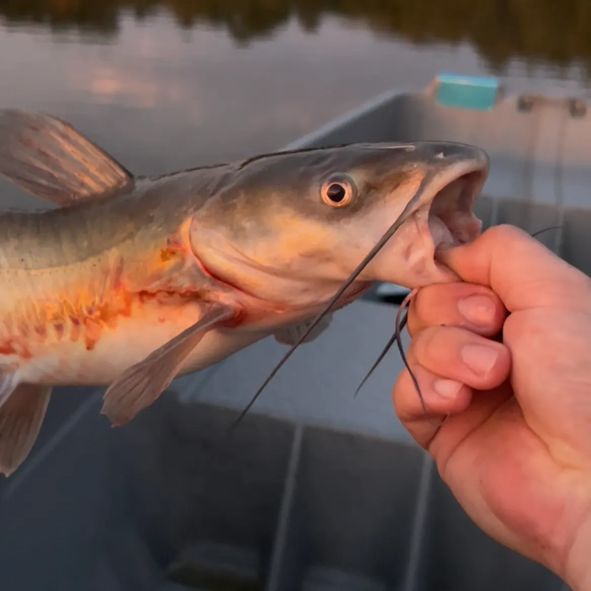 catch