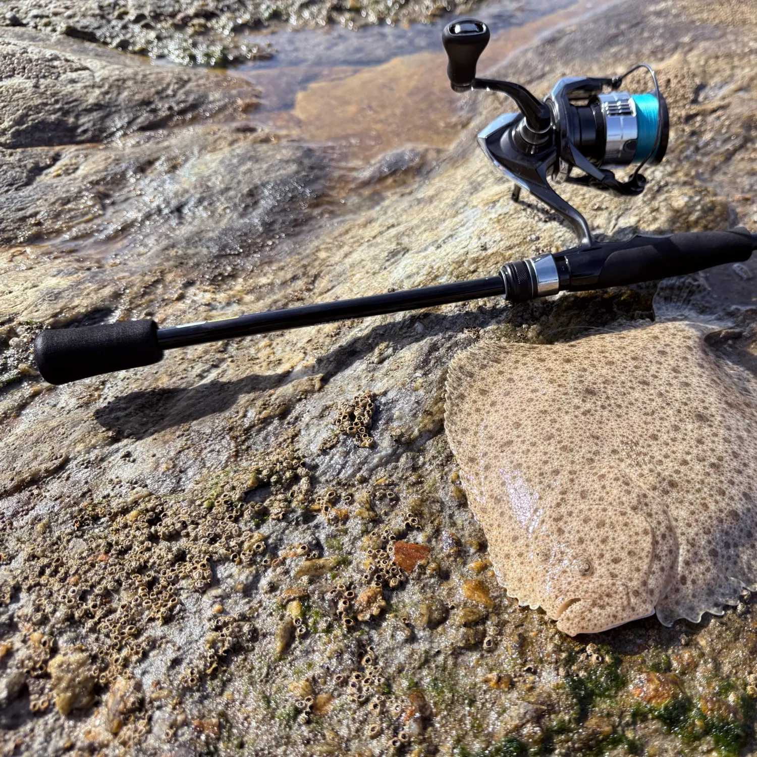 The most recent Turbot catches on Fishbrain