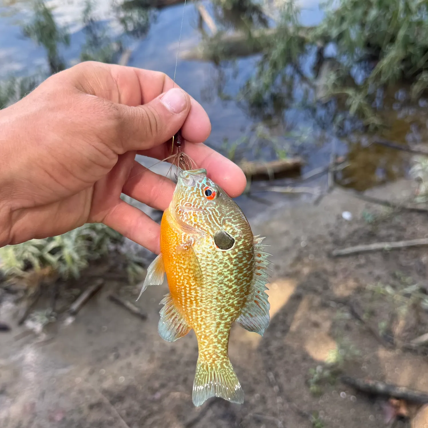 Longear sunfish caught on Fishbrain