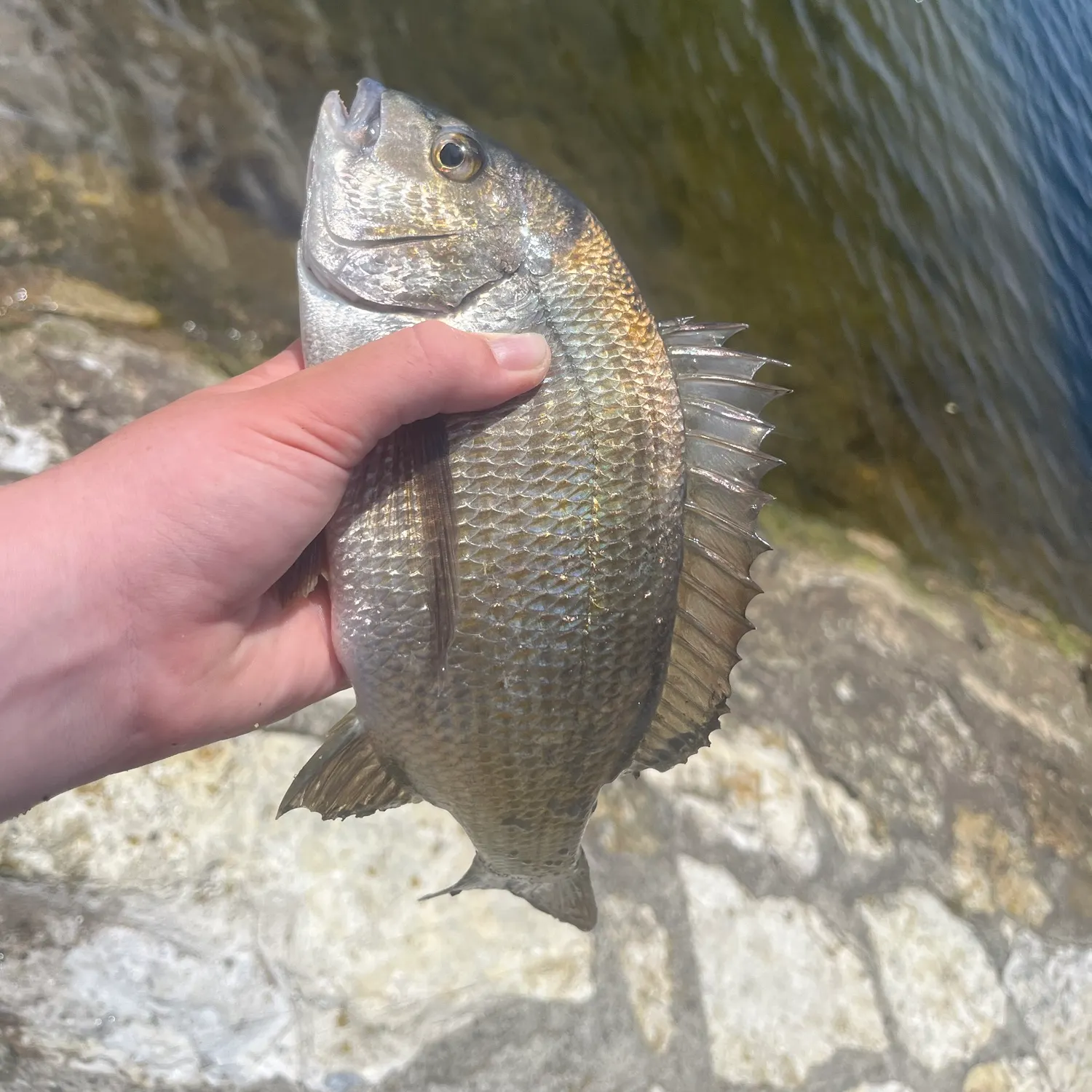 Southern black bream caught on Fishbrain
