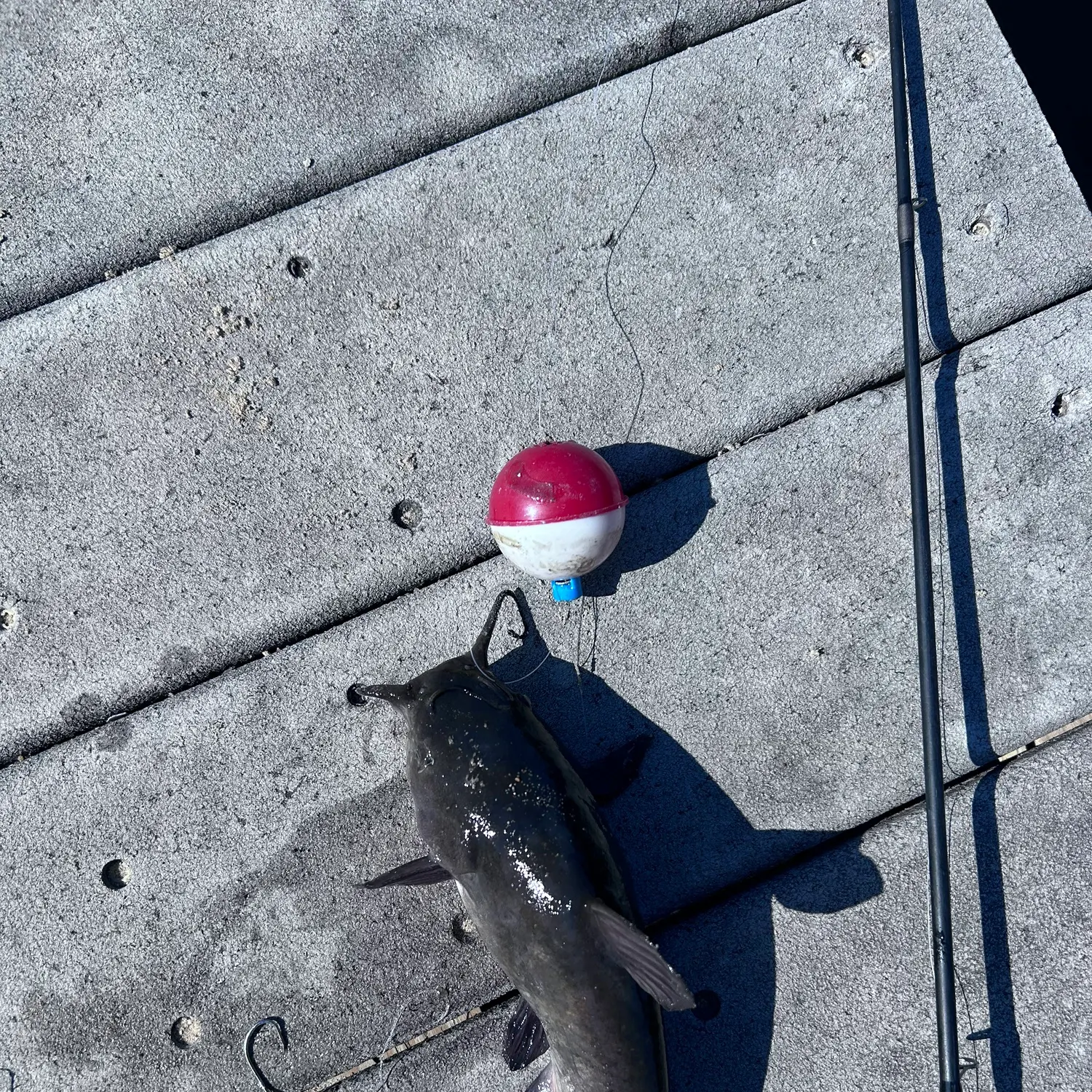 Brown bullhead caught on Fishbrain